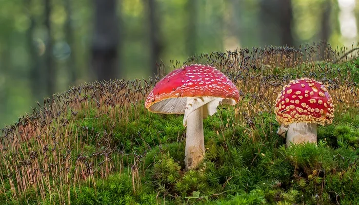 草丛里红蘑菇图片