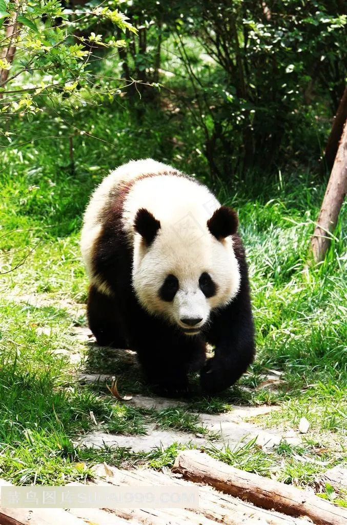 熊猫摄影素材图片