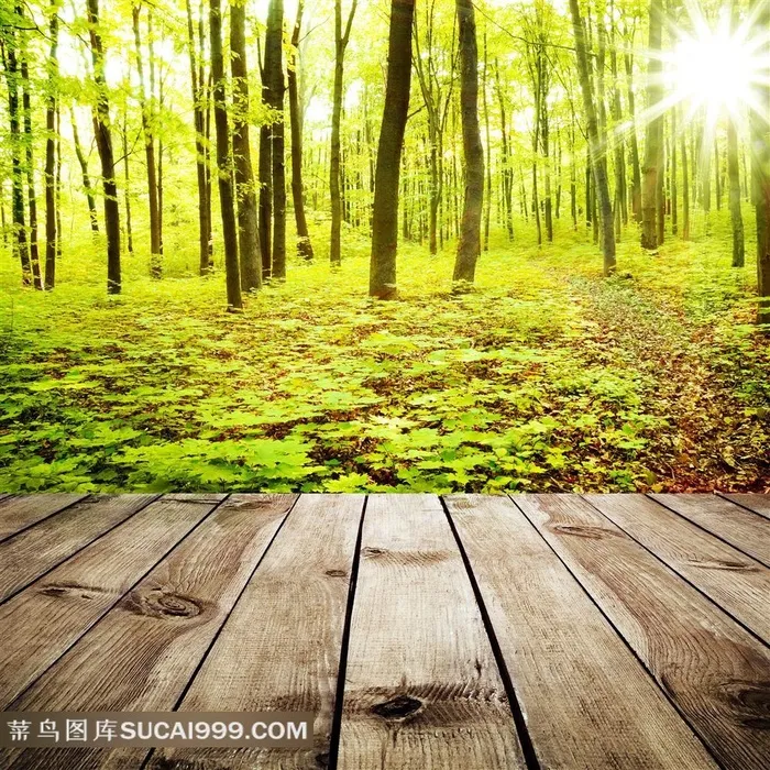 春夏树林阳光自然风景唯美摄影高清图片