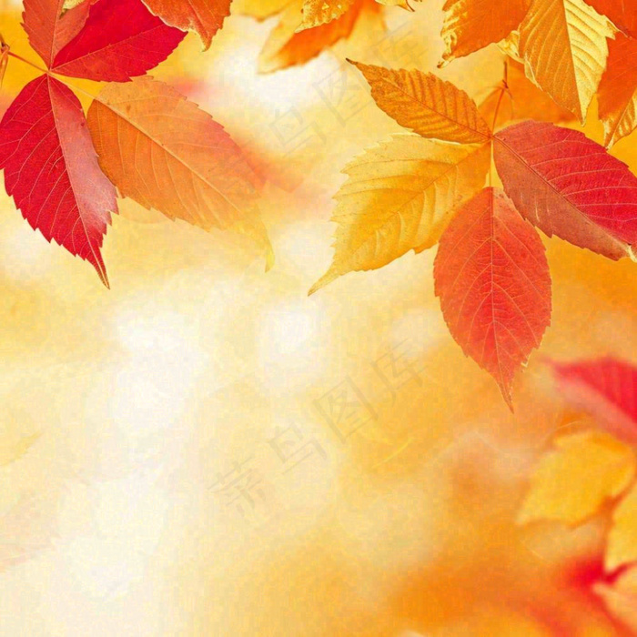 秋天秋意黄色落叶枫叶意境，秋分立秋摄影图