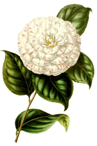 复古手绘植物花卉玫瑰花png免扣图案高清图片ps设计素材图