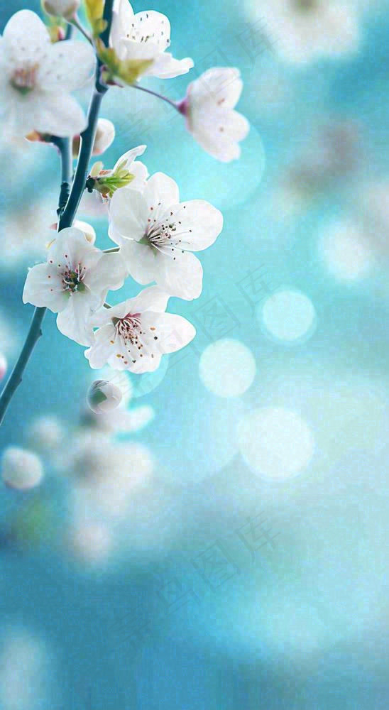 蓝色浪漫白色樱花花朵枝叶，立春惊蛰春分摄影图