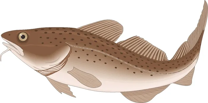卡通动漫风动画动漫写实素描描摹动物海洋世界鱼14