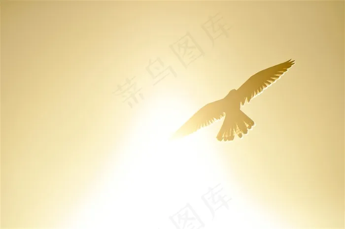 金色阳光下飞翔的老鹰高清图片