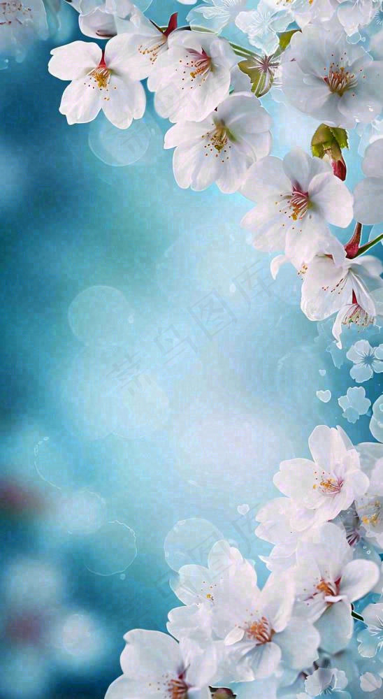 唯美清新白色鲜花，文艺新鲜浪漫情人节摄影图