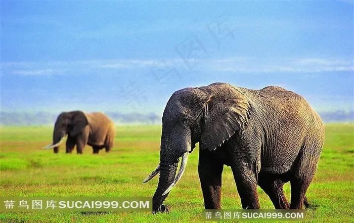 草地觅食的大象 自然动物