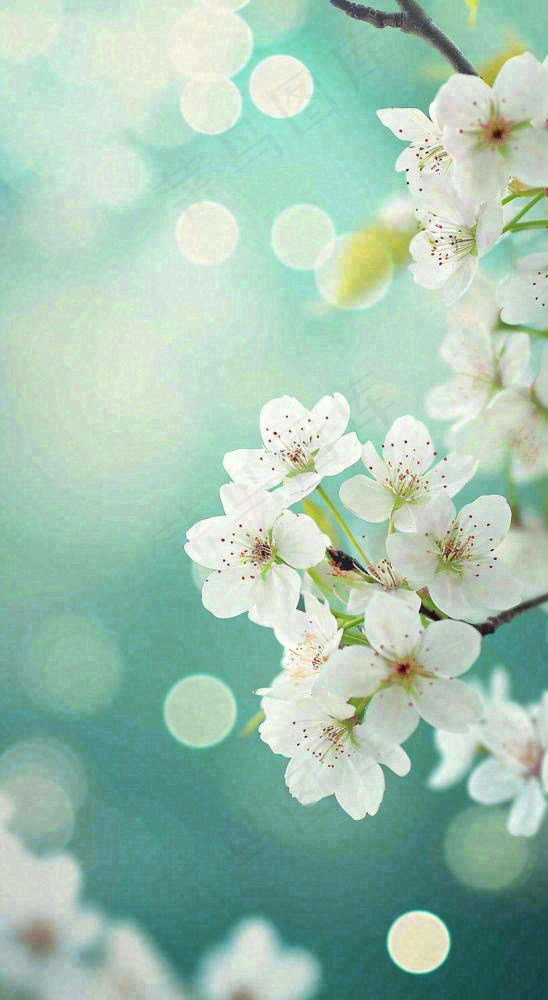 春天开满枝头的白色樱花花朵立春惊蛰春分摄影图