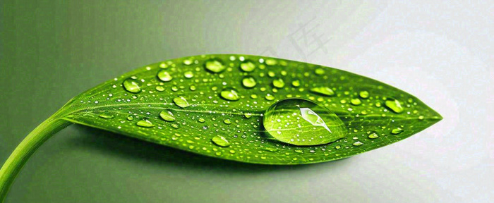 夏天绿叶露水露珠萌芽清新，雨水白露谷雨摄影图