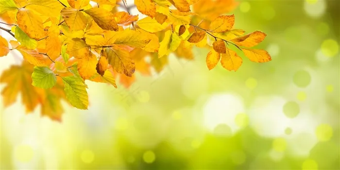 光斑与秋天的树枝特写摄影高清图片