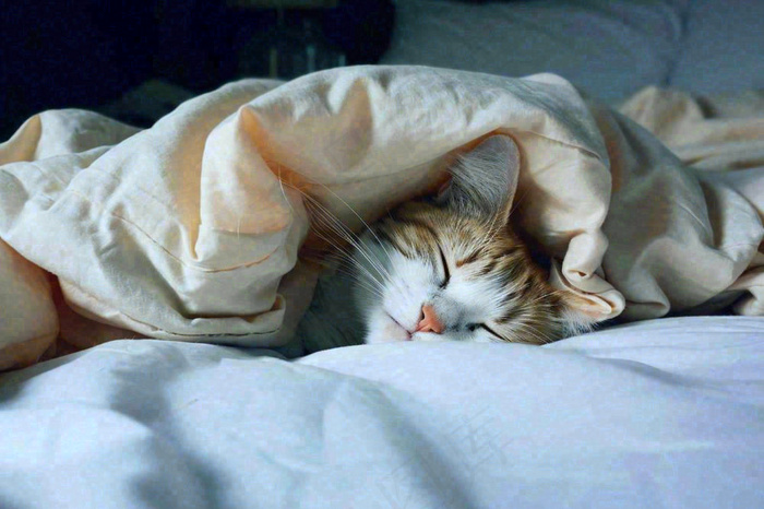 被窝里睡觉的猫猫，可爱的动物摄影图