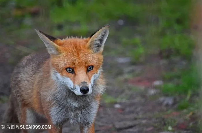 高清户外赤狐动物图片动物大全