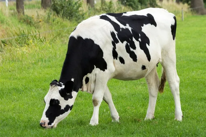牧场上奶牛图片