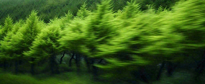 绿色树木虚幻树林摄影图