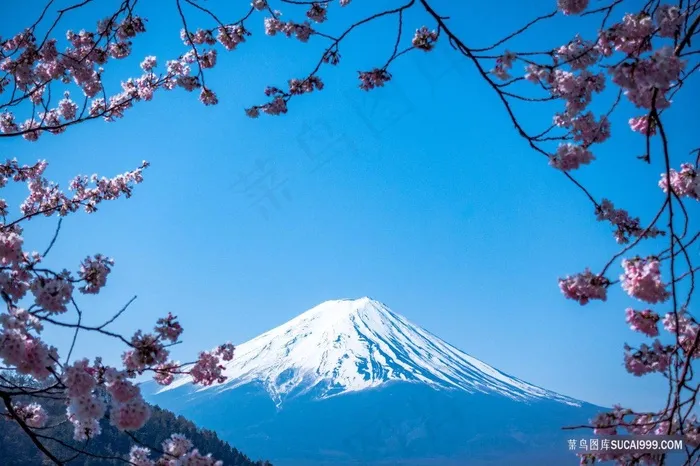 日本樱花富士山雪山美景