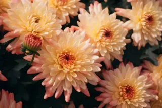 菊花光照摄影图