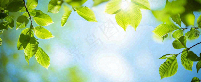 春天阳光绿叶嫩芽清新，立春春分摄影图