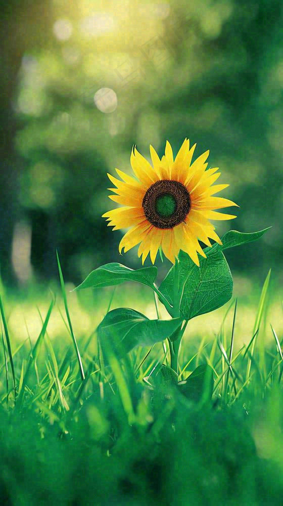 阳光下向日葵特写夏至夏天摄影图