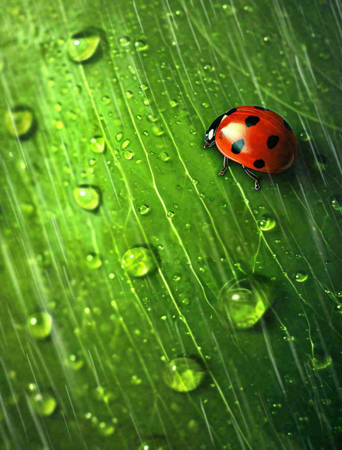 下雨，绿色树叶上，七星瓢虫，雨水，惊蛰，谷雨，春天摄影图