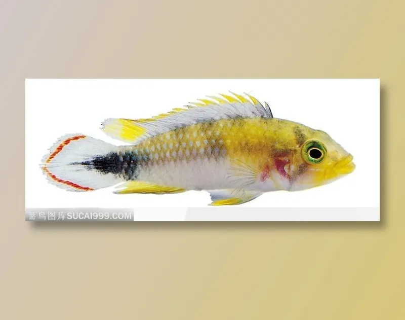 条状热带鱼标本