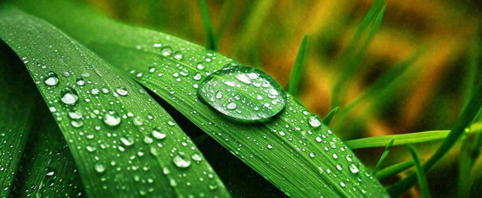 夏天绿叶露水露珠萌芽清新，雨水白露谷雨摄影图