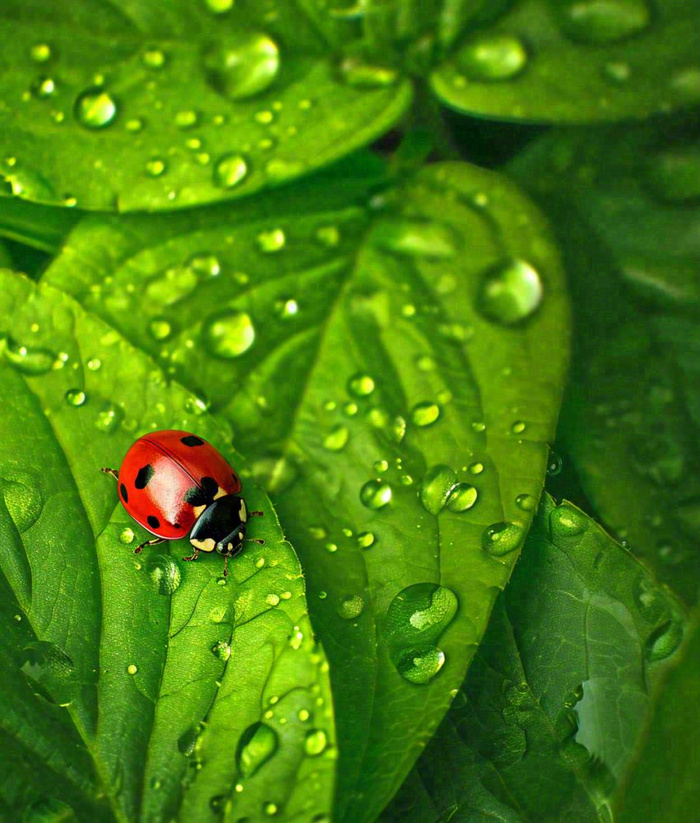 春天夏天七星瓢虫动物昆虫在绿叶上，谷雨立夏夏至小暑摄影图