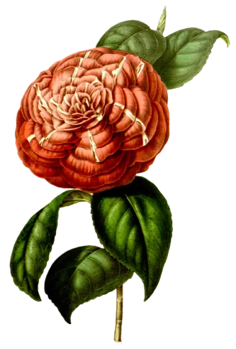 复古手绘植物花卉玫瑰花png免扣图案高清图片ps设计素材图