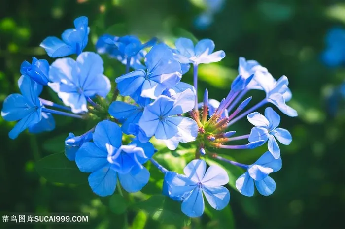 蓝色小花花朵