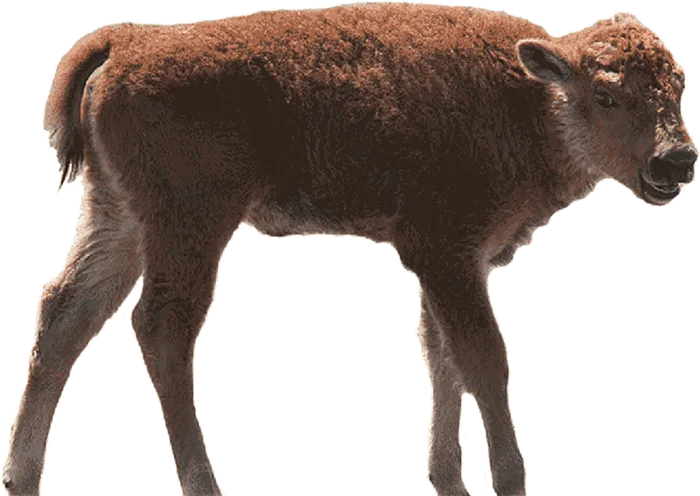 褐色羊羔动物养殖现代农业