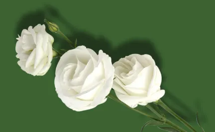 白玫瑰爱情七夕浪漫花朵