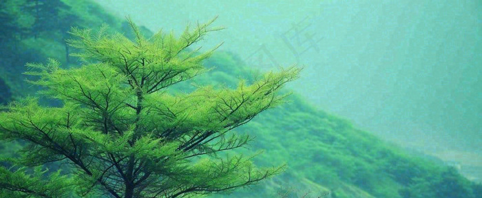 绿色树冠，绿色森林山脉，春天摄影图