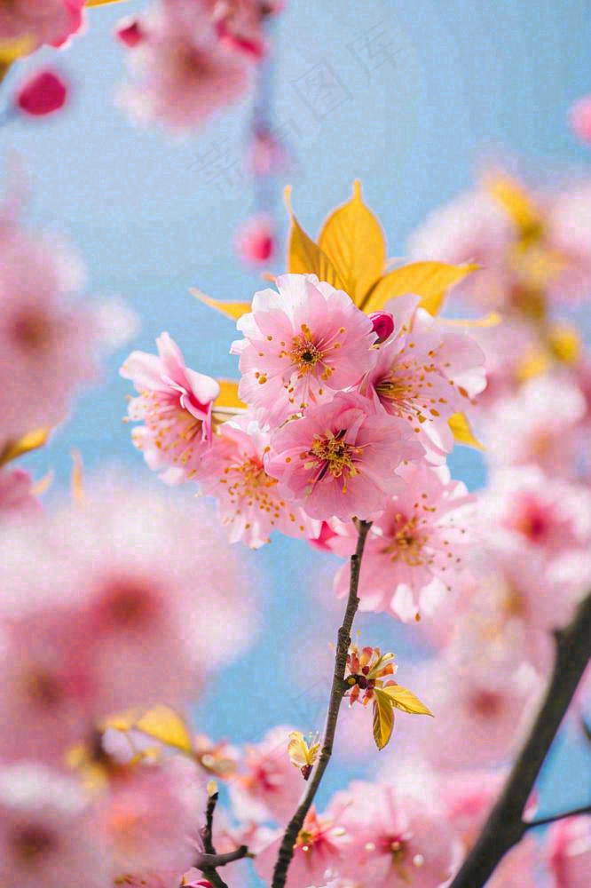 春天蓝天清新粉红桃花花朵树枝嫩叶，立春摄影图