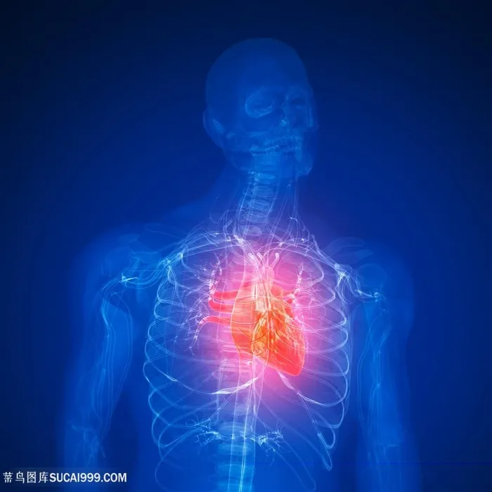 人体器官男性心脏透视图片人体器官图