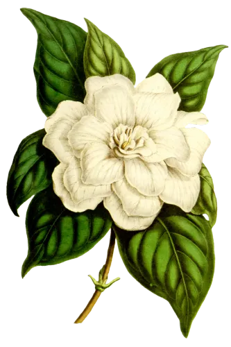 复古手绘植物花卉玫瑰花png免扣图案高清图片ps设计素材图