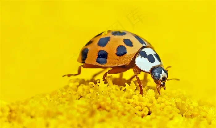 黄色花蕊瓢虫图片