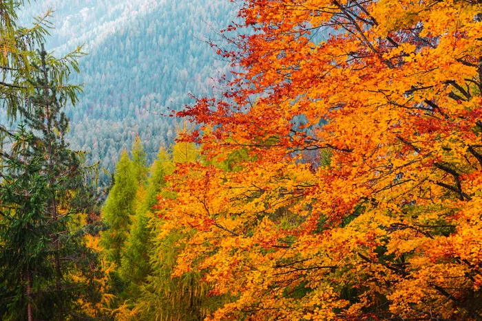 唯美秋季风景壁纸图片