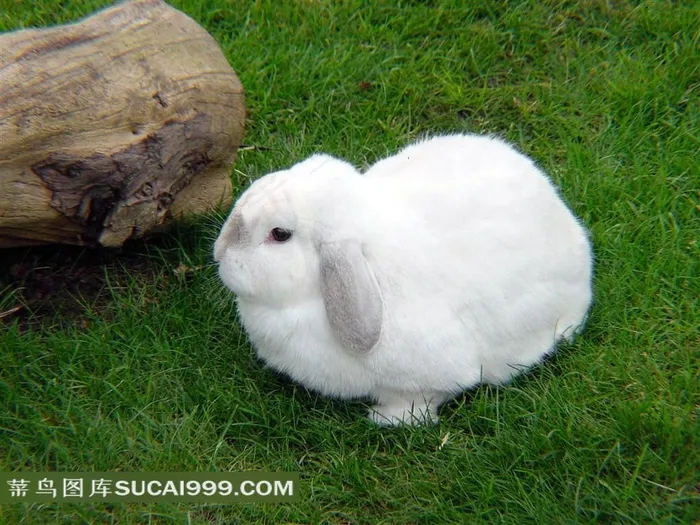 高清可爱小白兔子素材图片下载