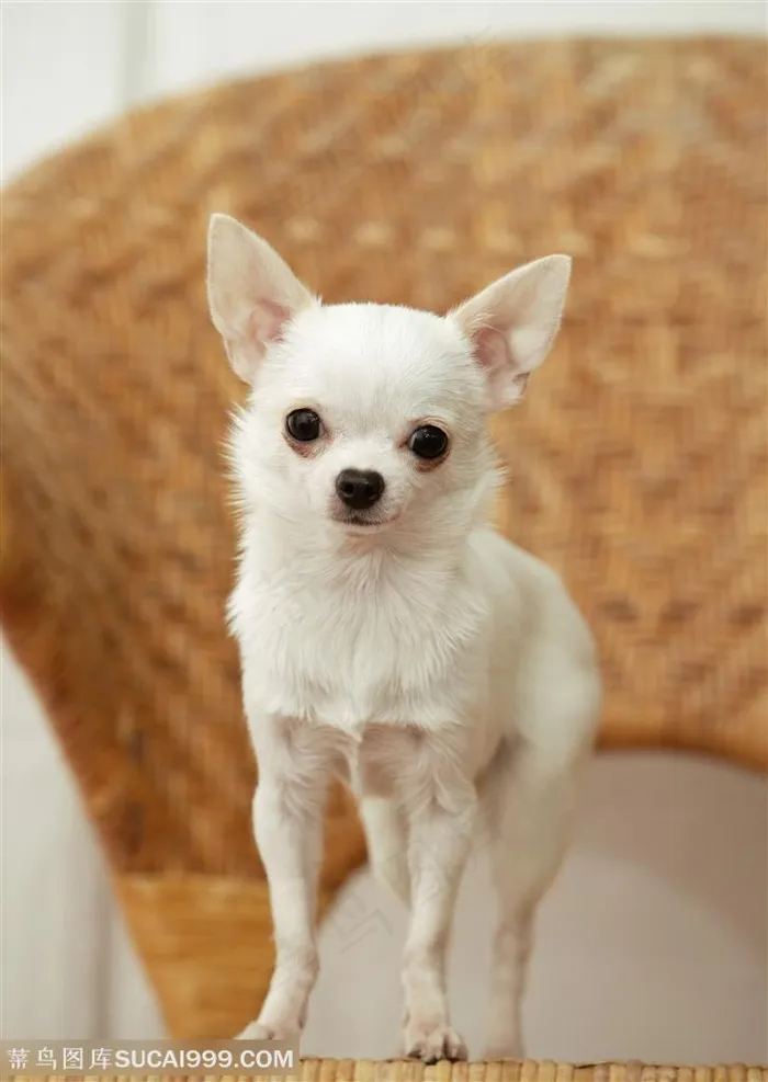 可爱狗狗-椅子上的白色狗狗吉娃娃