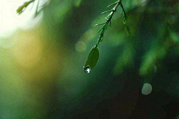 绿色树林里面下雨过后的松枝挂着水滴摄影图