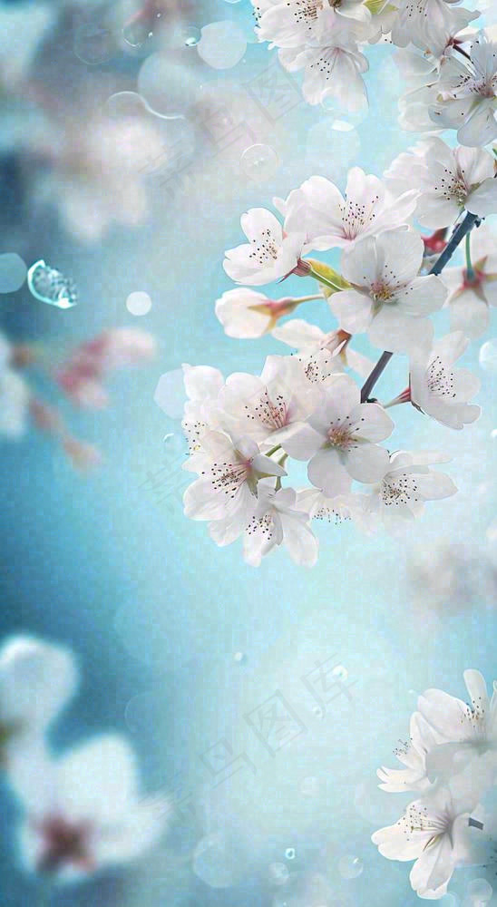 唯美清新白色鲜花，文艺新鲜浪漫情人节摄影图