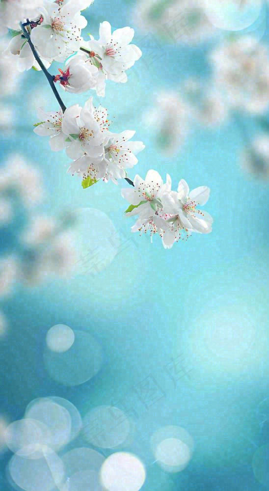 蓝色浪漫白色樱花花朵枝叶，立春惊蛰春分摄影图