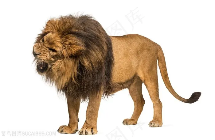 生气的狮子高清图片动物大全