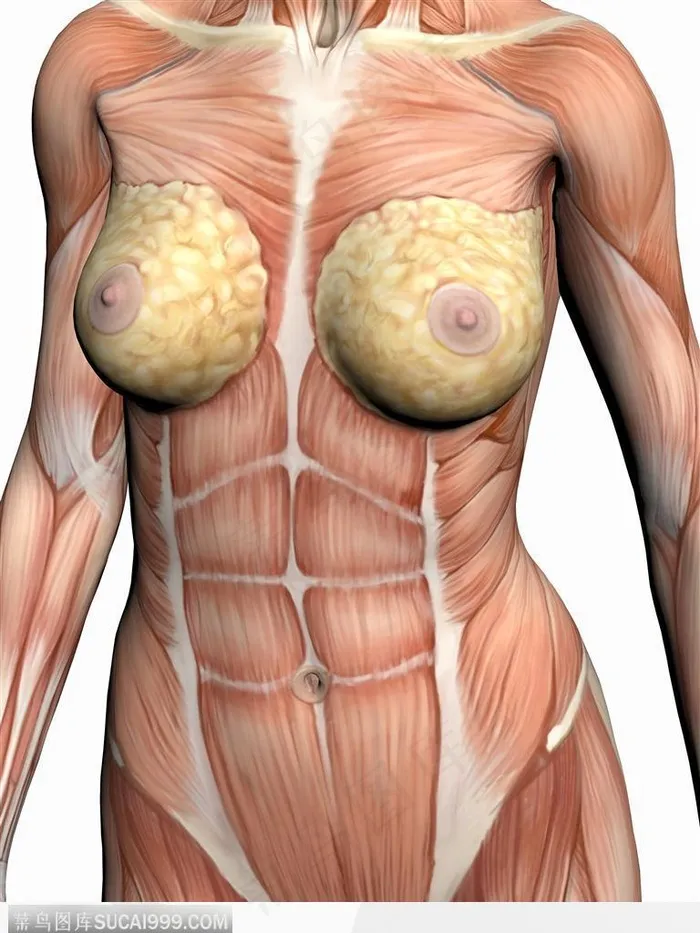 人体肌肉骨骼-女性肌肉正面