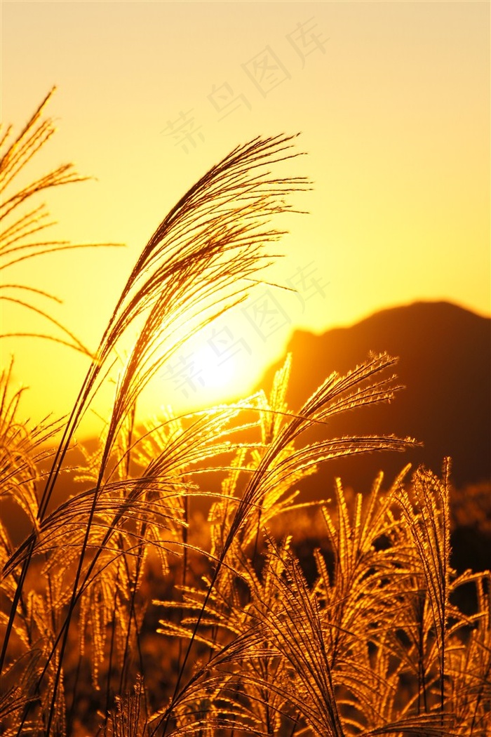 漂亮的芦苇丛高清图