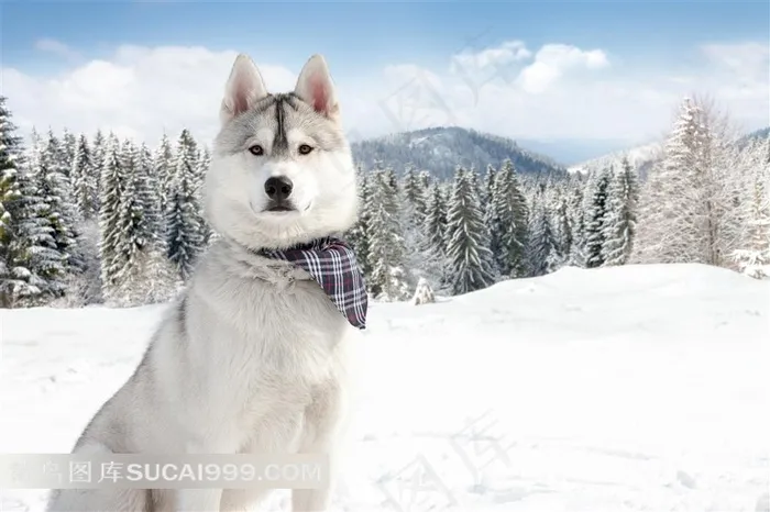坐立雪中的西伯利亚雪橇犬图片