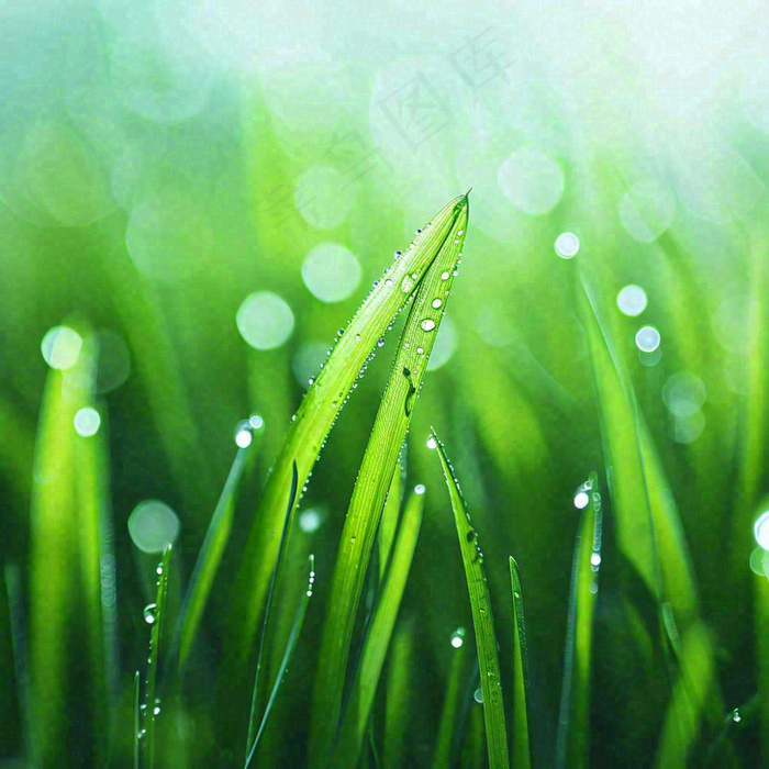 春天草地绿芽雨水露珠阳光，春分谷雨雨水白露摄影图