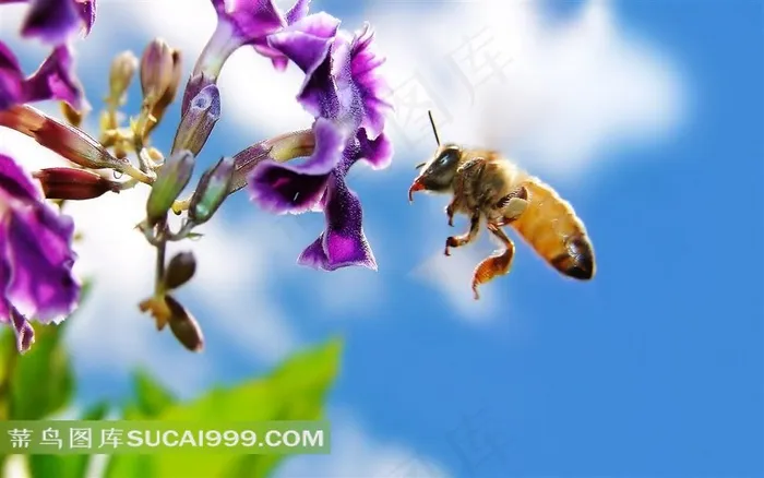 小蜜蜂采蜜高清图片