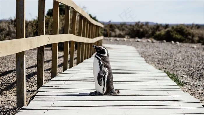 聪明可爱的企鹅高清图片