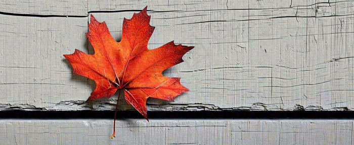 秋天红色秋叶简约特写，立秋秋分摄影图