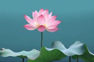 荷花荷叶摄影图