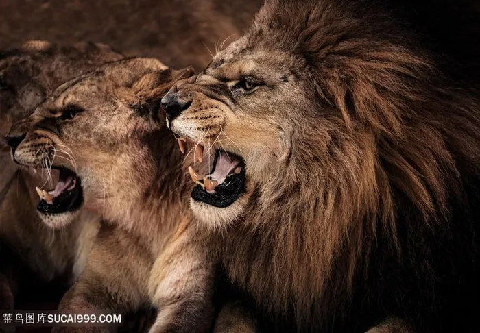 唯美野生动物怒吼的狮子图片动物大全